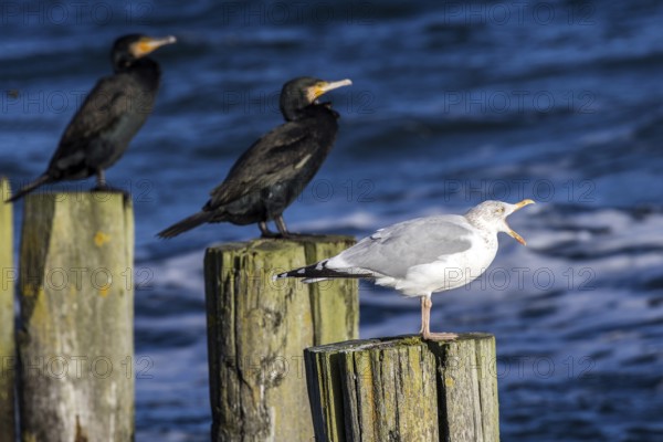 Cormorants (Phalacrocorax carbo) and gulls (Larinae) sitting on groynes, Fischland-Darß-Zingst, Baltic Sea, Mecklenburg-Western Pomerania, Germany