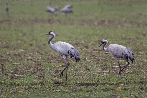 Two cranes (Grus grus) in a field, near Zingst, Fischland-Darß-Zingst, Western Pomerania Lagoon National Park, Mecklenburg-Western Pomerania, Germany