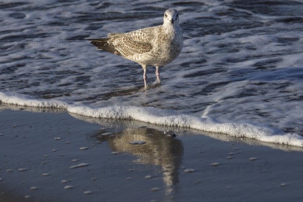 Herring gull (Larus argentatus), on the beach, reflected in the water, Fischland-Darß-Zingst, Baltic Sea, Mecklenburg-Western Pomerania, Germany