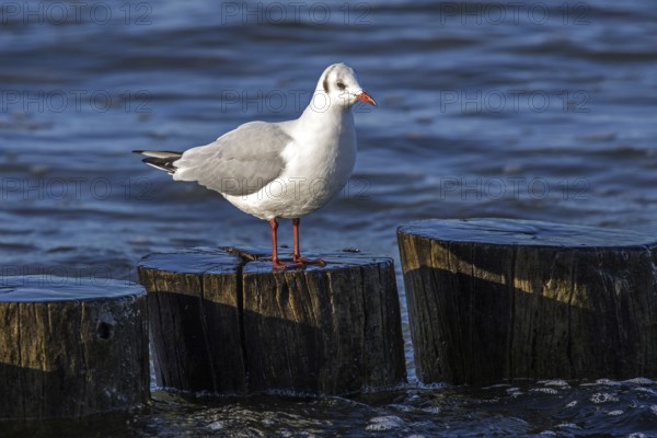 Black-headed gull (Chroicocephalus ridibundus), sitting on a groyne, Fischland-Darß-Zingst, Baltic Sea, Mecklenburg-Western Pomerania, Germany