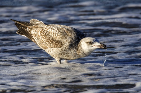 Herring gull (Larus argentatus), on the beach, drinking in the sea, Fischland-Darß-Zingst, Baltic Sea, Mecklenburg-Western Pomerania, Germany