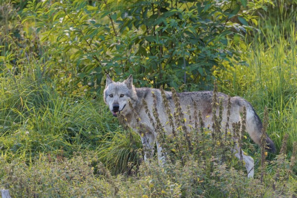 A timber wolf (Canis lupus lycaon) stands in backlight on a sunny day in dense green vegetation in a clearing. NE USA