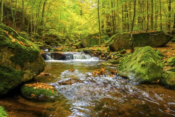 The river Ilse in the Harz National Park flows through an autumn forest with intensive moss growth, Ilse Valley, Harz National Park, Ilsenburg, Saxony-Anhalt, Germany