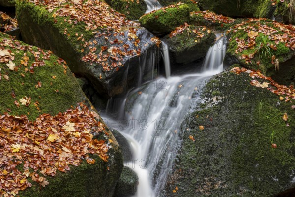 A narrow waterfall of the Ilse flows over mossy rocks covered with autumn leaves, Ilsetal, Harz National Park, Ilsenburg, Saxony-Anhalt, Germany