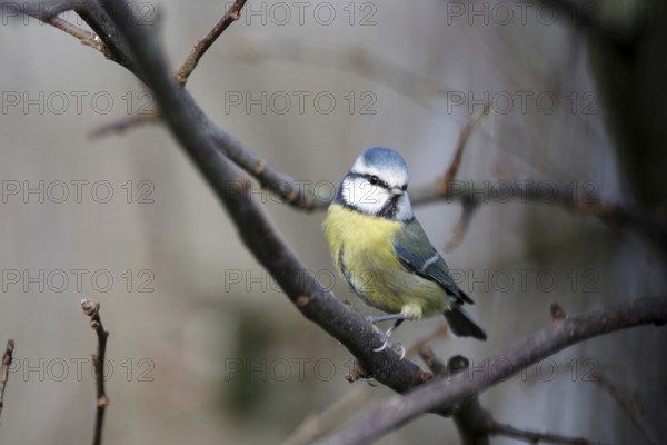Blue tit (Cyanistes caeruleus), close-up, tree, winter, The blue tit sits between the bare branches in the tree