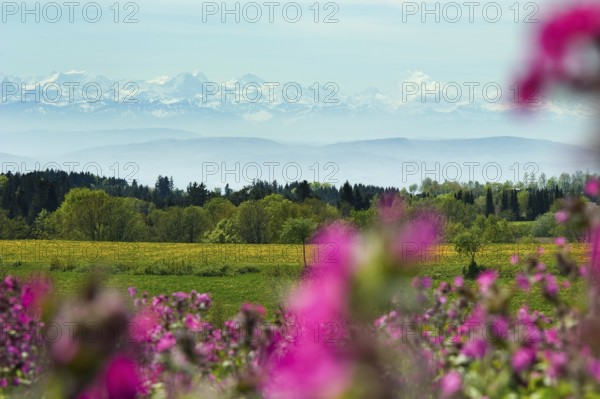 Flower meadow and Swiss Alps, near Höchenschwand, Black Forest, Southern Black Forest, Baden-Württemberg, Germany