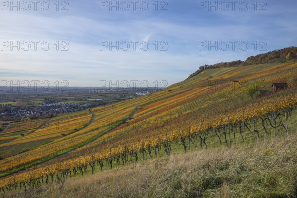 The vineyards in the Remstal near Kleinheppach in the Rems-Murr district are bright in autumn. Vines and slopes shimmer in intense shades of red, yellow and orange and look particularly colorful and lively. At sunset, the vineyards are illuminated by warm, low-standing sunlight, which bathes the landscape in an atmospheric, golden atmosphere. The rolling hills, soft light and autumn colors create a calm, impressive atmosphere