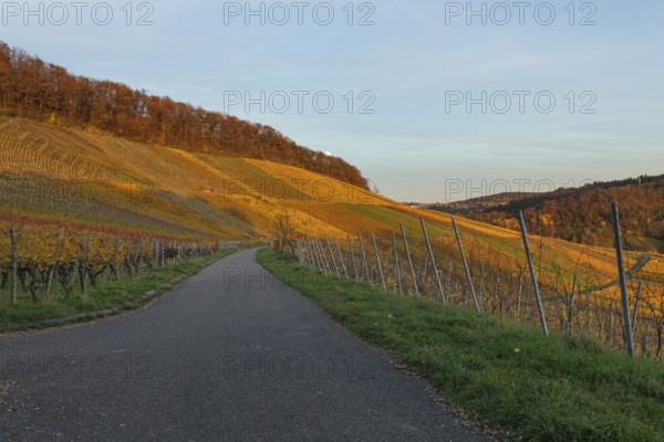 The vineyards in the Remstal near Korb in the Rems-Murr district are covered in autumn colors of red, yellow and orange. The rising moon illuminates the landscape and gives the vines and hills a calm, almost mystical atmosphere. The soft moonlight covers the colorful vineyards, accentuates the structures of the slopes and creates a quiet, atmospheric scene between autumn colors and the onset of night