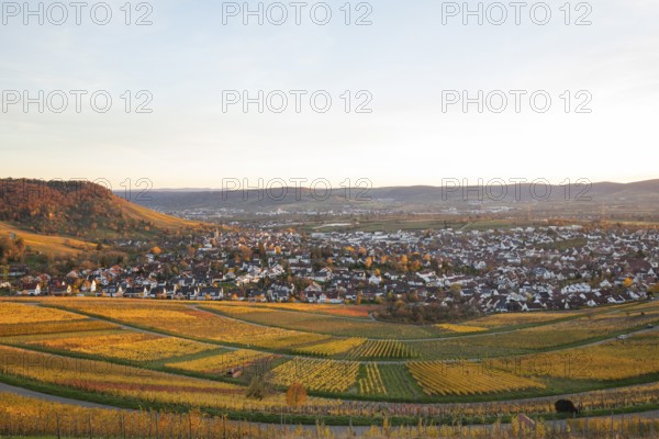 The vineyards in the Remstal near Korb in the Rems-Murr district show all their colors in autumn. Vines and slopes glow in intense shades of red, yellow and orange and look particularly colorful and lively. At sunset, the vineyards are illuminated by warm, low-standing sunlight, which bathes the landscape in a golden, atmospheric atmosphere. The rolling hills, soft light and autumn colors create a calm, idyllic atmosphere