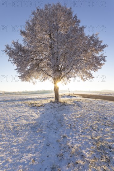 A frosty, snow-covered tree stands alone on the plateau of the Swabian Jura in Germany. The clear winter air and the pristine snowy landscape convey peace and space. In the early morning hours, the tree is illuminated by the low sun, creating a glowing solar star. The cold backlight accentuates the icy atmosphere, the fine frost structures and the minimalistic winter landscape