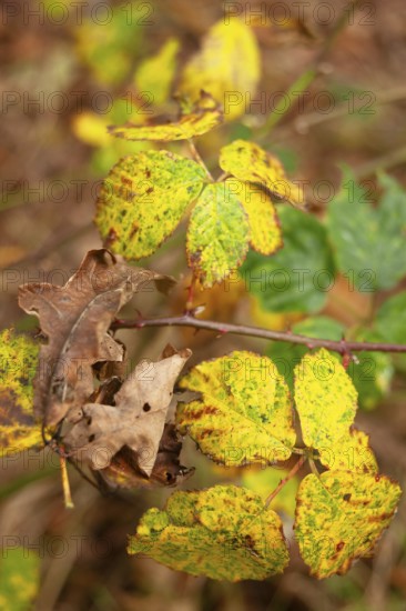 Leaf discoloration, autumn leaves, nature, season, Königsmoor, Moormerland, East Frisia, Lower Saxony, Germany