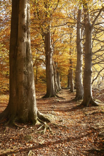 Tree avenue in autumn, Stikelkamper Wald, Leer District, East Frisia, Lower Saxony, Germany
