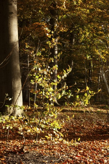 Autumn leaves in Stikelkamp Forest, Leer District, East Frisia, Lower Saxony, Germany