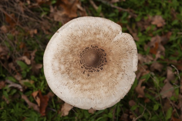 Parasol mushroom (Parasol, Macrolepiota procera) raw poisonous, edge of forest, Ter Borg, municipality of Westerwolde, province of Groningen, Netherlands