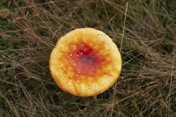Fly agaric (Amanita muscaria), forest edge, Ter Borg, municipality of Westerwolde, province of Groningen, Netherlands