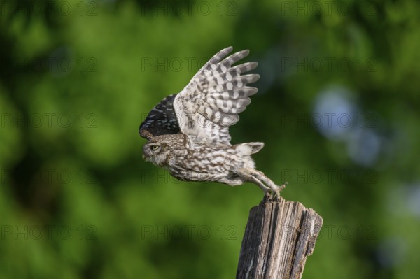 Steinkauz /Athene noctua) flying, departure from Zaunpfahl, Teutoburger Wald, Osnabrücker Land, Lower Saxony, Germany