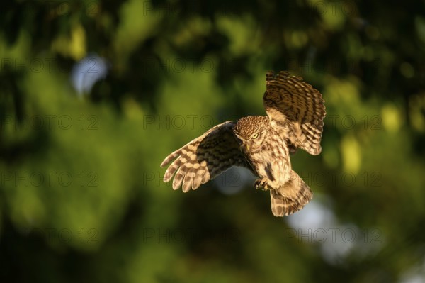 Little owl (Athene noctua), endangered species, owl, flying, Teutoburg Forest, Osnabrücker Land, Lower Saxony, Germany
