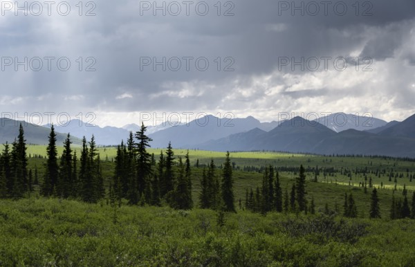 Taiga and tundra, mountain landscape of the Alaska Range with dramatic cloudy sky, Denali National Park, Alaska, USA