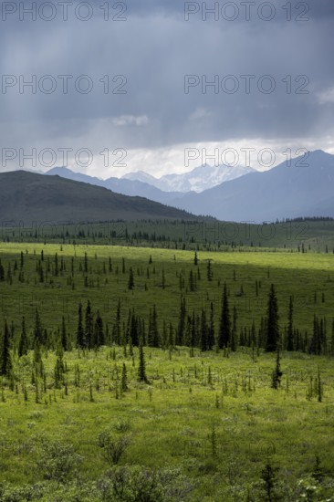 Taiga and tundra, mountain landscape of the Alaska Range with dramatic cloudy sky, Denali National Park, Alaska, USA