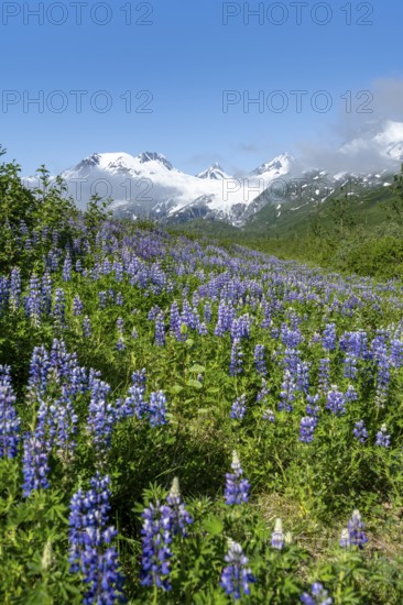 Picturesque landscape on the Richardson Highway, blooming Alaskan lupines (Lupinus nootkatensis), mountain peak with glacier Worthington Glacier in the background, Chugach Mountains, Alaska, USA