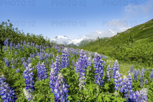 Picturesque landscape on the Richardson Highway, blooming Alaskan lupines (Lupinus nootkatensis), mountain peak with glacier Worthington Glacier in the background, Chugach Mountains, Alaska, USA