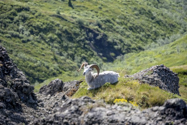 Dall sheep or Alaskan snow sheep (Ovis dalli) sitting on a rocky outcrop in the mountains, Denali National Park and Preserve, Alaska, USA
