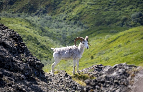 Dall sheep or Alaska snow sheep (Ovis dalli) between rocks, Denali National Park and Preserve, Alaska, USA