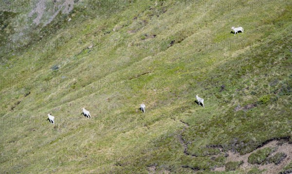 Dall sheep or Alaskan snow sheep (Ovis dalli) in a meadow in the mountains, Denali National Park and Preserve, Alaska, USA