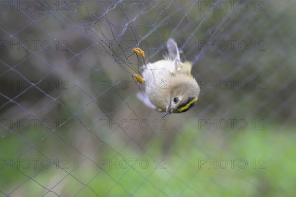 A goldcrest (Regulus regulus) hanging in a net, Japanese net, surrounded by blurred greenery, bird ringing, ornithology, bird migration research, Münsterland, North Rhine-Westphalia, Germany