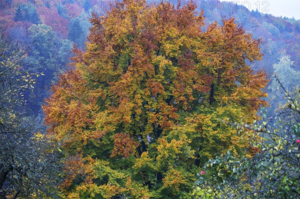 Oak tree (Quercus) in its autumn colours, Franconia, Bavaria, Germany