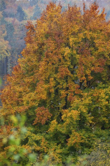 Oak tree (Quercus) in its autumn colours, Franconia, Bavaria, Germany