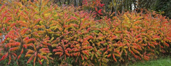 Vinegar trees (Rhus typhina) in their autumn colours, Franconia, Bavaria, Germany