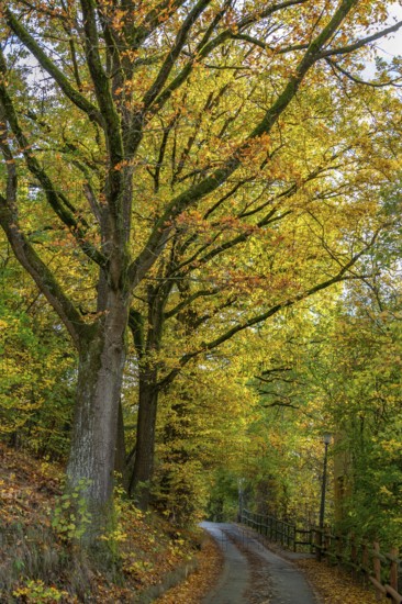 Oak trees (Quercus) in autumn colour, Franconia, Bavaria, Germany