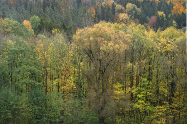 Herbstlicher Mischwald, Egloffstein, Upper Franconia, Bavaria, Germany