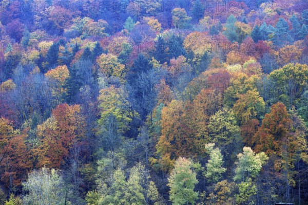 Mixed autumn forest, Franconian Switzerland, Egloffstein, Upper Franconia, Bavaria, Germany