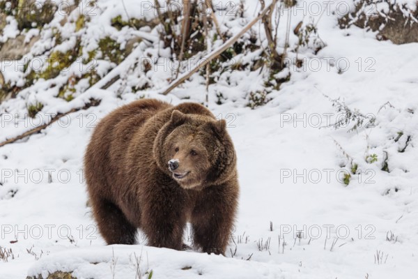 A Eurasian brown bear (Ursus arctos arctos) runs across a snow-covered meadow in hilly terrain. Transylvania, Romania