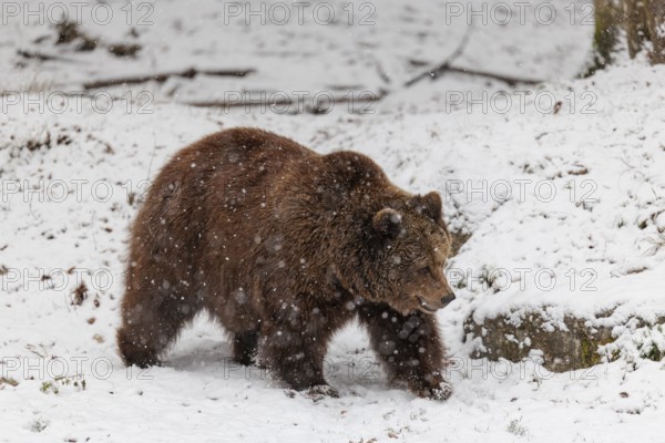 A Eurasian brown bear (Ursus arctos arctos) runs across a snow-covered meadow in hilly terrain during a snowfall. Transylvania, Romania