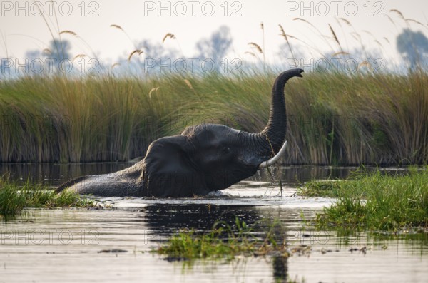 African elephant (Loxodonta africana) swimming in the swamp, trunk raised, Xakanaxa Lagoon, Okavango Delta, Moremi Game Reserve, Botswana