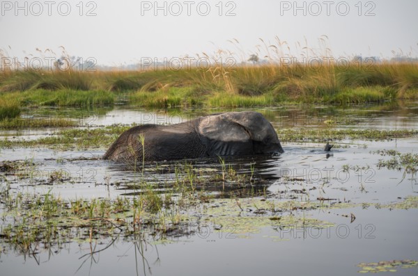 African elephant (Loxodonta africana) swimming in the swamp, Xakanaxa Lagoon, Okavango Delta, Moremi Game Reserve, Botswana