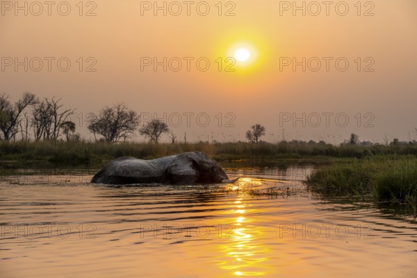 African elephant (Loxodonta africana) swimming in the swamp, at sunset, Xakanaxa Lagoon, Okavango Delta, Moremi Game Reserve, Botswana
