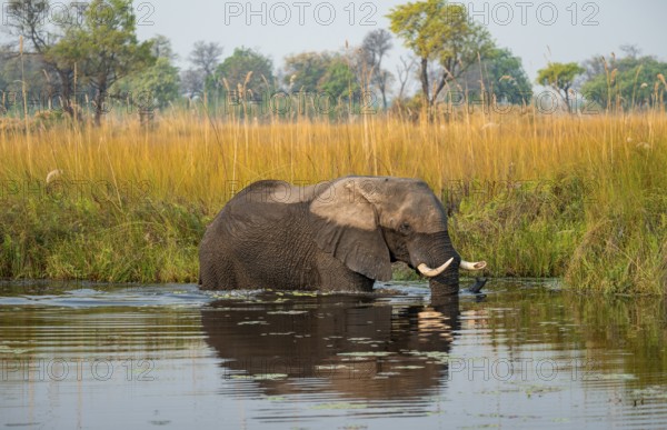 African elephant (Loxodonta africana) in the swamp, Xakanaxa Lagoon, Okavango Delta, Moremi Game Reserve, Botswana