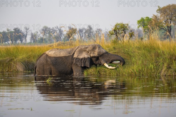 African elephant (Loxodonta africana) grazing in the swamp, Xakanaxa Lagoon, Okavango Delta, Moremi Game Reserve, Botswana
