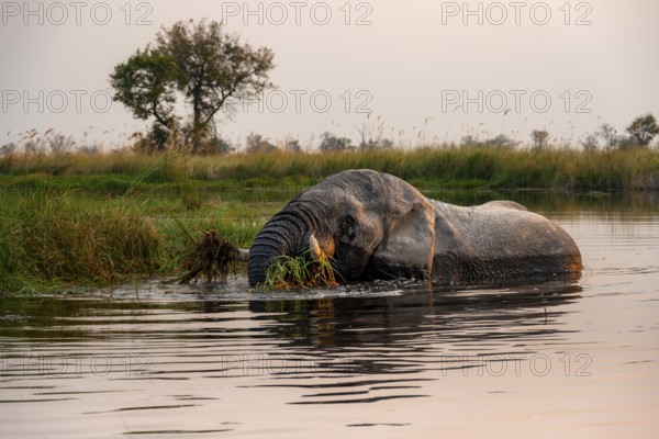 African elephant (Loxodonta africana) in the swamp, grazing, in the evening light, Xakanaxa Lagoon, Okavango Delta, Moremi Game Reserve, Botswana