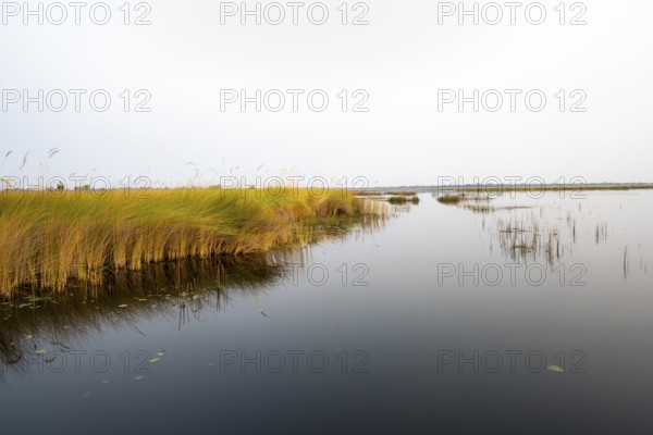 Marsh Landscape with Reeds and Lake, Xakanaxa Lagoon, Okavango Delta, Moremi Game Reserve, Botswana