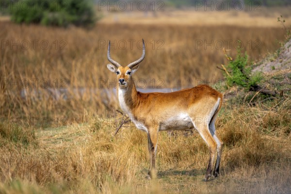 Letschwe or lychee moor antelope (Kobus leche), adult male, Xakanaxa, Okavango Delta, Moremi Game Reserve, Botswana