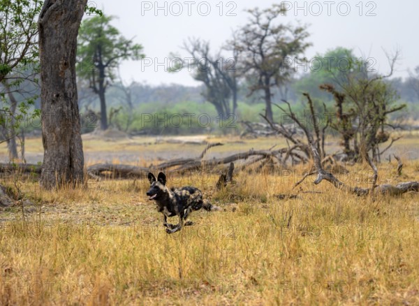 African wild dog (Lycaon pictus) running, hunting, Xakanaxa, Okavango Delta, Moremi Game Reserve, Botswana