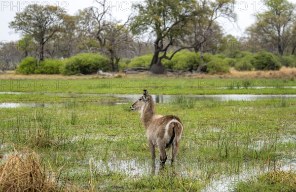 Elliptic waterbuck (Kobus ellipsipiprymnus), standing in shallow water, Okavango Delta, Moremi Game Reserve, Botswana