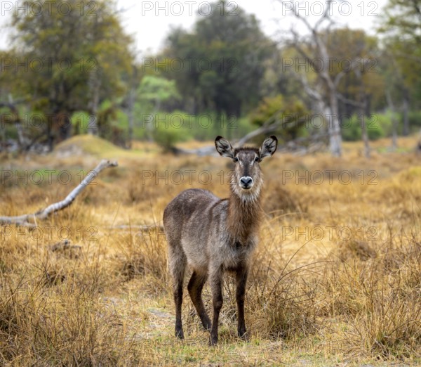 Elliptic waterbuck (Kobus ellipsiprymnus), Okavango Delta, Moremi Game Reserve, Botswana