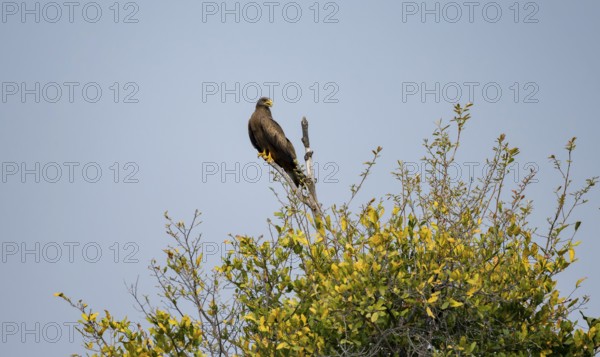 Black Kite (Milvus migrans) sitting on a branch against a blue sky, Xakanaxa, Okavango Delta, Moremi Game Reserve, Botswana