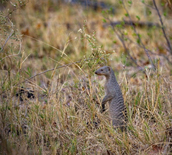 Zebra mongoose (Mungos mungo) standing upright, Xakanaxa, Okavango Delta, Moremi Game Reserve, Botswana